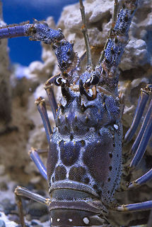 Blue Spiny Lobster Photographed at Point Defiance Zoo. Tacoma, WA Caribbean spiny lobster,Geotagged,Panulirus argus,Panulirus ornatus,Panulirus versicolor,Summer,United States