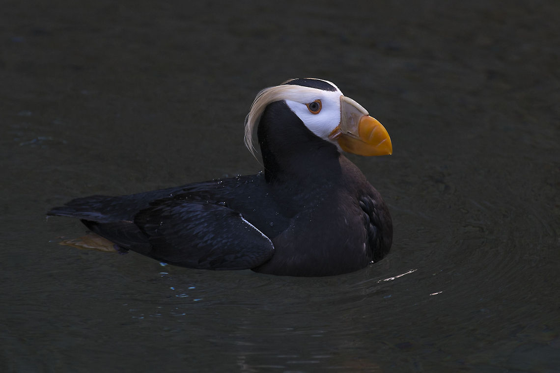 Tufted Puffin Photographed at Point Defiance Zoo. Tacoma, WA Fratercula cirrhata,Geotagged,Tufted puffin,United States