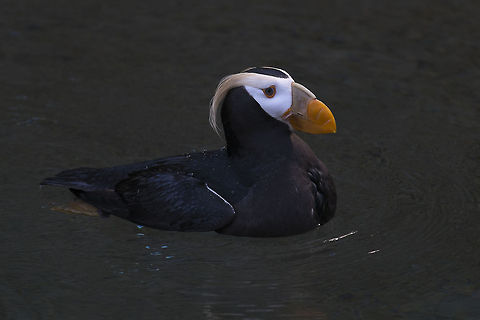 Tufted Puffin Photographed at Point Defiance Zoo. Tacoma, WA Fratercula cirrhata,Geotagged,Tufted puffin,United States