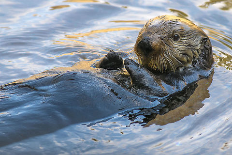 Sea Otter Photographed at Point Defiance Zoo. Tacoma, WA Enhydra lutris,Geotagged,Sea otter,United States