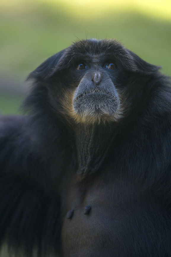 Siamyang Gibbon Photographed at Point Defiance Zoo. Tacoma, WA Geotagged,Siamang,Symphalangus syndactylus,United States