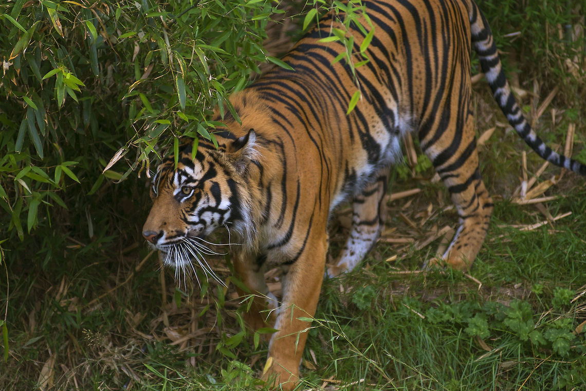 Sumatran Tiger Rare Sumatran Tiger. Photographed at Point Defiance Zoo. Tacoma, WA Geotagged,Panthera tigris sumatrae,Sumatran tiger,United States