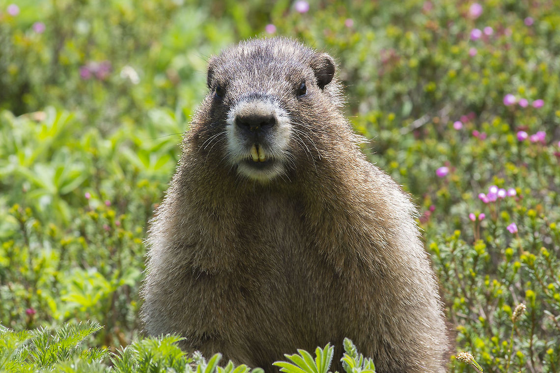 Hoary Marmot in Paradise :) - Paradise Meadows, Mt. Rainier  Geotagged,Hoary marmot,Marmota caligata,United States