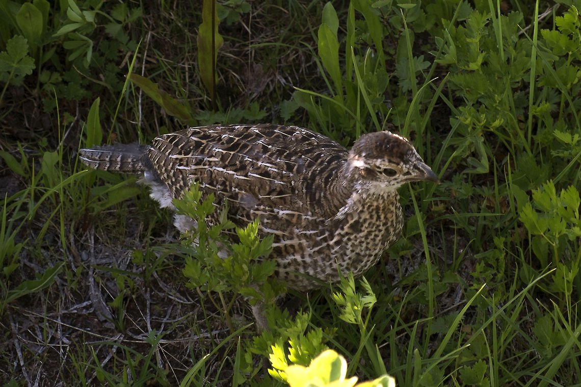 Juvenile Rock Ptarmigan  Geotagged,Lagopus muta,Rock Ptarmigan,United States