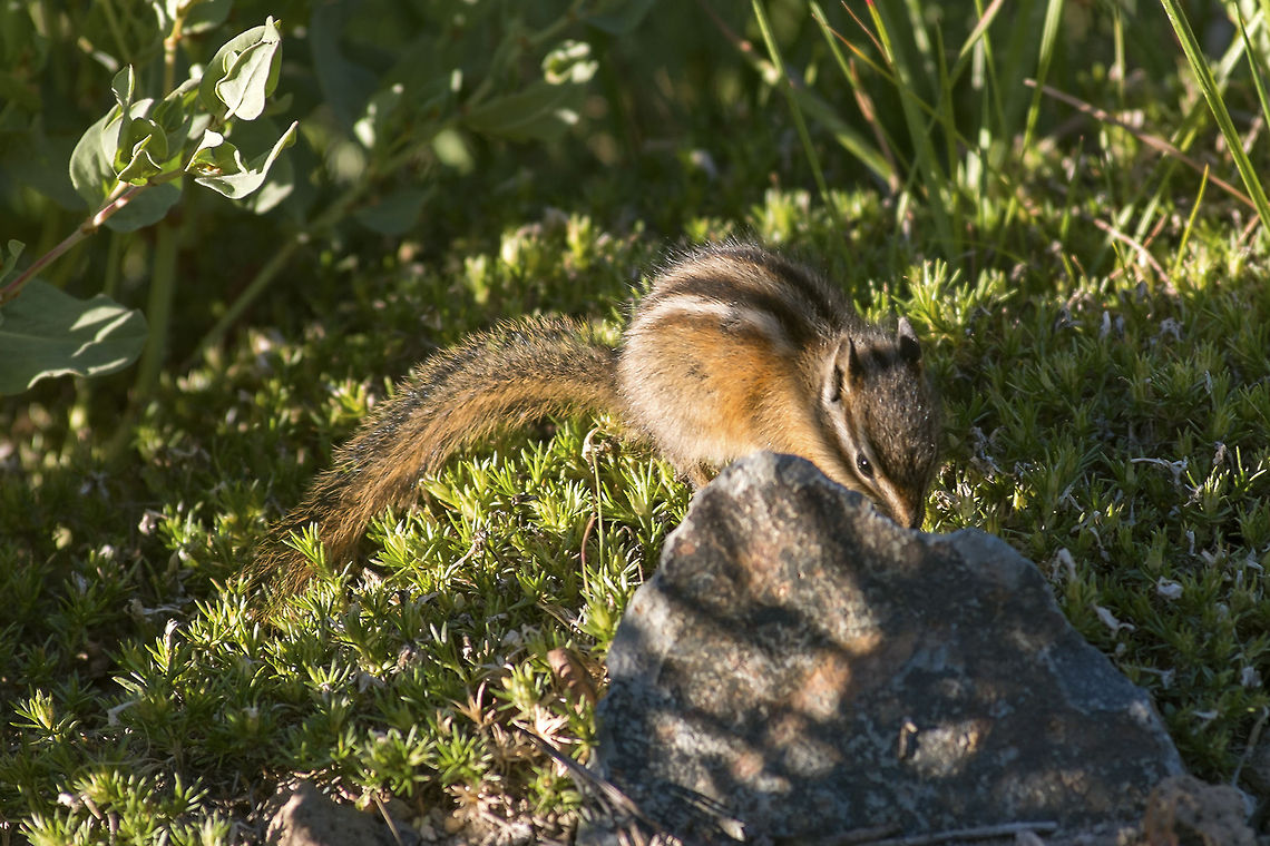 Townsend's Chipmunk These little fellows are abundant on Mt. Rainier. They are terrific little beggars from the tourists - but don&#039;t feed them! This little guy was found in the Sunrise meadows along with many of his fellows.  Mount Rainier,Neotamias townsendii,Sunrise,Townsends chipmunk
