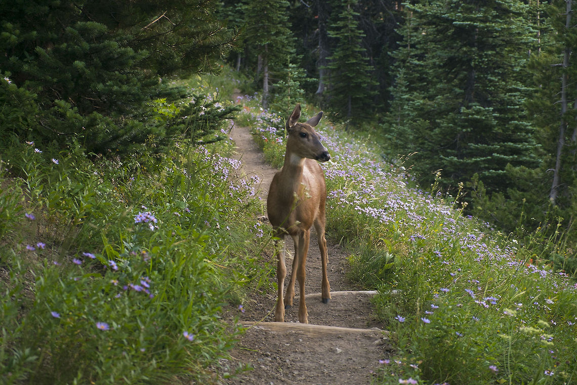Why no… after you Sunrise Meadows on Mt. Rainier prove to be a tasty treat and the nicely groomed trails are a bonus even if you are a deer.  Black-tailed deer,Geotagged,Odocoileus hemionus columbianus,United States