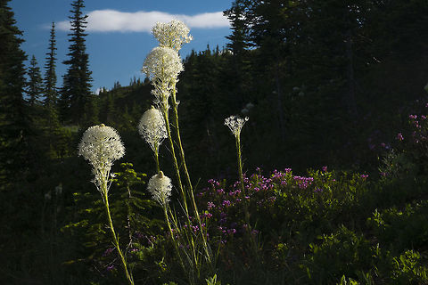 Bear grass in the evening sun Yet another of the lovely wildflowers of the sub alpine meadows of the Cascades, made even lovelier by the low evening sun. Geotagged,United States,Xerophyllum tenax