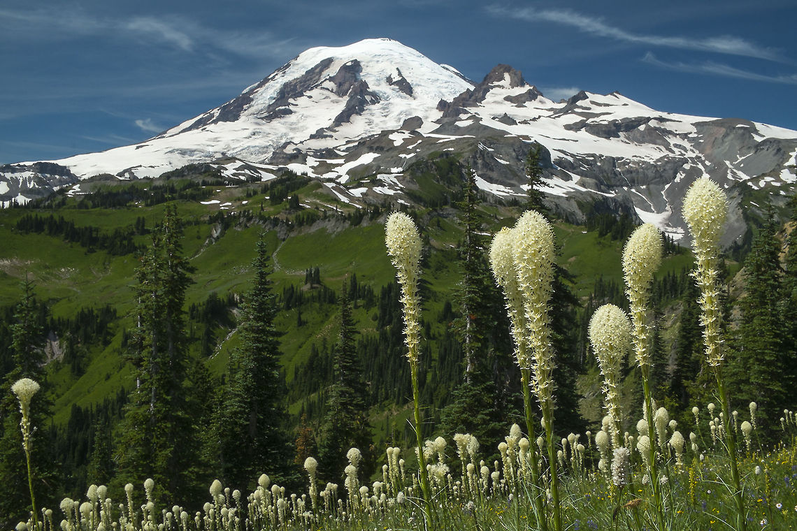 Majestic Rainier Mt. Rainier from the Wonderland trail, Nickel Creek to Indian Bar section. To see this you have to work for your view - round trip hike 15miles with around 4,000 feet of climbing.  Bear Grass,Geotagged,United States,Xerophyllum tenax