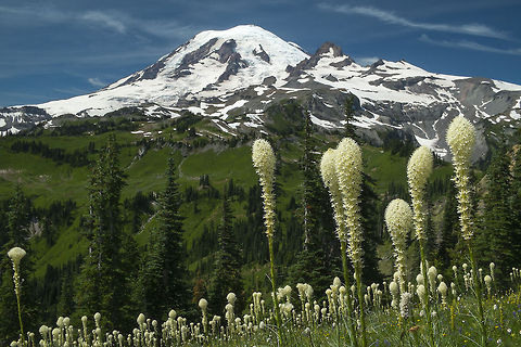 Majestic Rainier Mt. Rainier from the Wonderland trail, Nickel Creek to Indian Bar section. To see this you have to work for your view - round trip hike 15miles with around 4,000 feet of climbing.  Bear Grass,Geotagged,United States,Xerophyllum tenax
