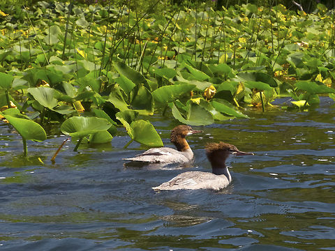 Female Common Mergansers captured during a kayak paddle on Lake Sammamish - I need a waterproof camera with a longer lens :p… I saw two different kinds of hawks and bald eagles on the same day, but don't have enough zoom on this little camera for real bird photos (and it's not even waterproof… better not drop it in) Common merganser,Geotagged,Mergus merganser,United States