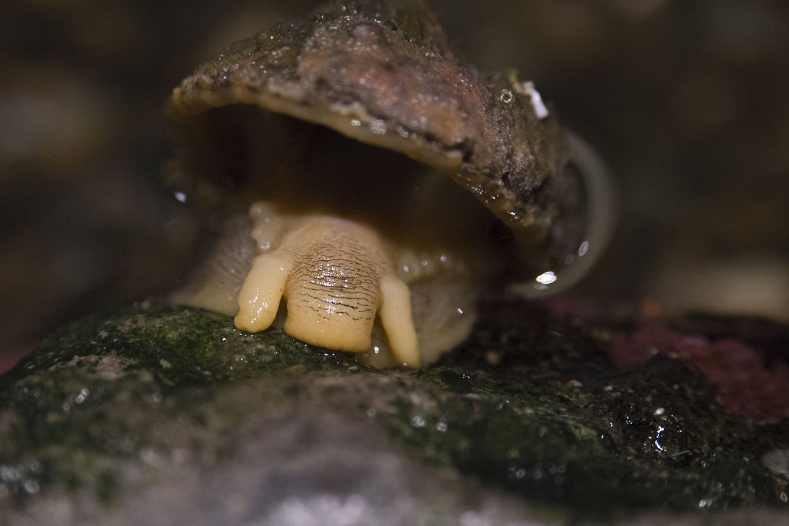 Mask Limpet on the move Ever wonder what&#039;s under that shell? I got to find out today. i never would have guessed there was something that looks like a snail hiding in there.  Geotagged,Mask Limpet,Tectura persona,United States