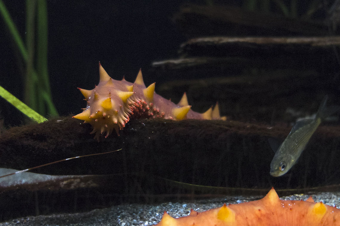 Giant California Sea Cucumber There are many of these at the Seattle Aquarium. They are even in the tanks where you are allowed to touch them - they are quite soft, even if they appear spiny. Geotagged,Giant California sea cucumber,Parastichopus californicus,United States