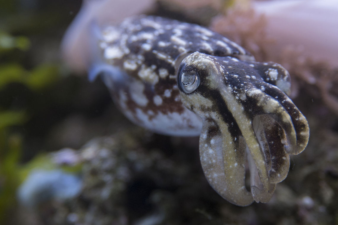 Dwarf Cuttlefish Cuttlefish are masters of camouflage and can change the color and even the texture of their skin to blend into their surroundings. Another oddity - cuttlefish have green blood, having a copper base, rather than an iron one. Geotagged,Sepia bandensis,Stumpy-spined cuttlefish,United States