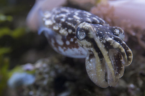 Dwarf Cuttlefish Cuttlefish are masters of camouflage and can change the color and even the texture of their skin to blend into their surroundings. Another oddity - cuttlefish have green blood, having a copper base, rather than an iron one. Geotagged,Sepia bandensis,Stumpy-spined cuttlefish,United States