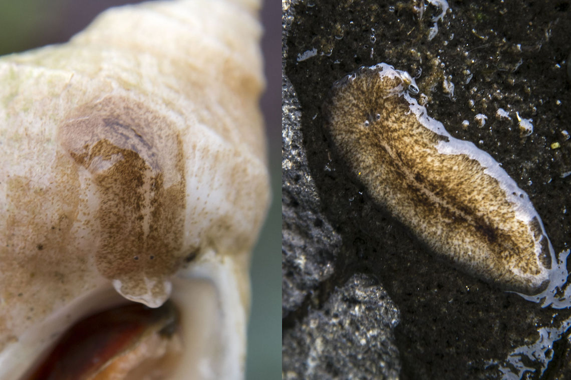 Polyclad Flatworm Here&#039;s my second oddball. These little flatworms will likely have to remain forever unidentified&hellip; apparently to really know exactly what species they are requires a microscopic examination of their sexual organs&hellip; (they are hermaphrodites too!).  Geotagged,Puget Sound,United States,Washington,flatworm,invertebrate,marine