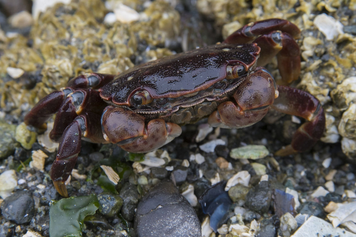 Purple Shore Crab There must have been about a gajillion of these guys out there. The purple and red crabs were among the larger ones. Geotagged,Hemigrapsus nudus,Purple shore crab,Summer,United States