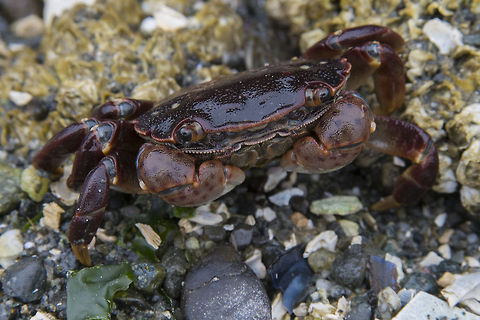 Purple Shore Crab There must have been about a gajillion of these guys out there. The purple and red crabs were among the larger ones. Geotagged,Hemigrapsus nudus,Purple shore crab,Summer,United States