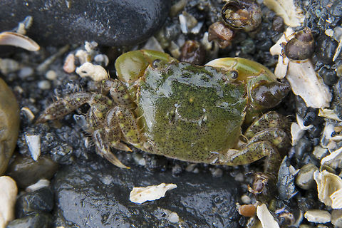 Hairy Shore Crab These were by far the most numerous crabs on the beach today. Lift any rock in a wetter area and dozens will scramble for an new crevice. Every once in a while one would get feisty and be photographed :) Geotagged,Hemigrapsus oregonensis,United States