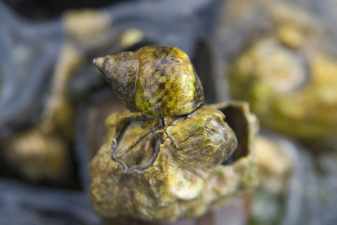 Checkered Periwinkle