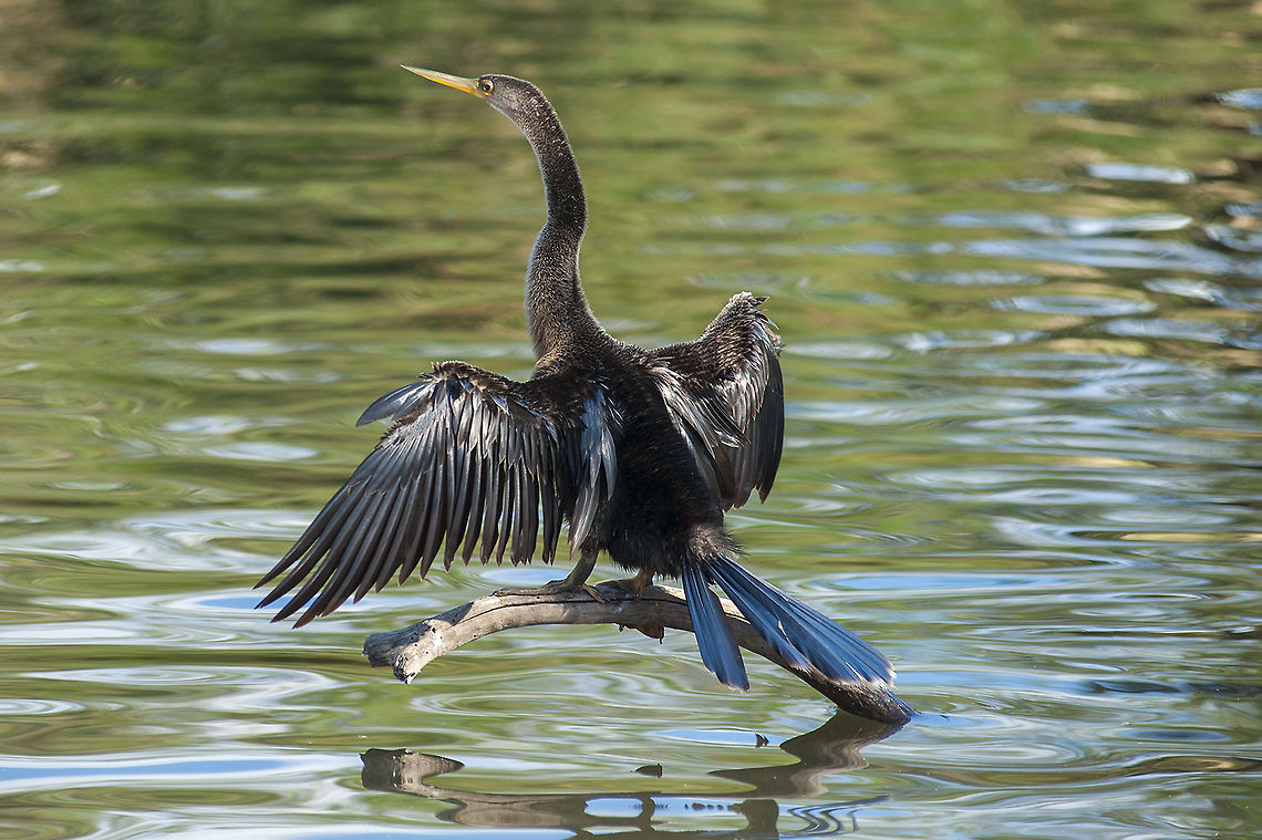 Anhinga drying off I haven&#039;t been out recently, so pulling something from the archives ;)<br />
This bird was a wild visitor to a park. The area is a man made marsh at an alligator park. Most of the birds here come and go freely - there&#039;s also a large colony of breeding egrets. The park didn&#039;t bring them in intentionally, but the birds apparently have found it to be a rather attractive spot, so much so that the park offers special early morning entry to birders/bird photographers during certain seasons.  Anhinga,Anhinga anhinga,Geotagged,United States