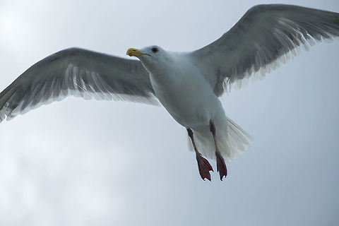 Glaucous Winged Gull in flight Testing out my new lens :p. This guy was surfing the wake of the Bremerton ferry checking it out to see if there were any generous tourists around for a handout.  Geotagged,Glaucous-winged gull,Larus glaucescens,United States