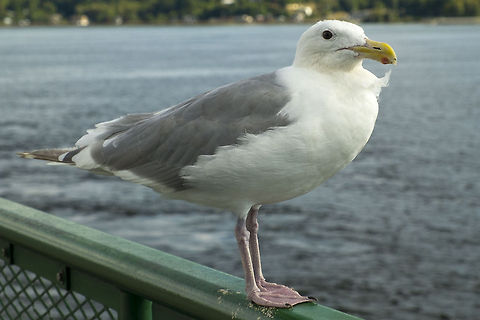 Glaucous winged gull For the birders - a view to better identify this gull as opposed to it's close relative the western gull. The main differences are the wing tip color - all shades of grey rather than some black and eye ring color, which is pink rather than yellow. The two are close enough to be able to interbreed, so there are hybrids out there. This guy looks to be fully glaucous winged in his appearance.  Geotagged,Glaucous-winged gull,Larus glaucescens,United States