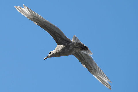 Juvenile Glaucous Winged Gull in flight more testing out the new lens - maybe not the longest out there, but good and sharp and quick enough to catch a bird on the wing :) Geotagged,Glaucous-winged gull,Larus glaucescens,United States