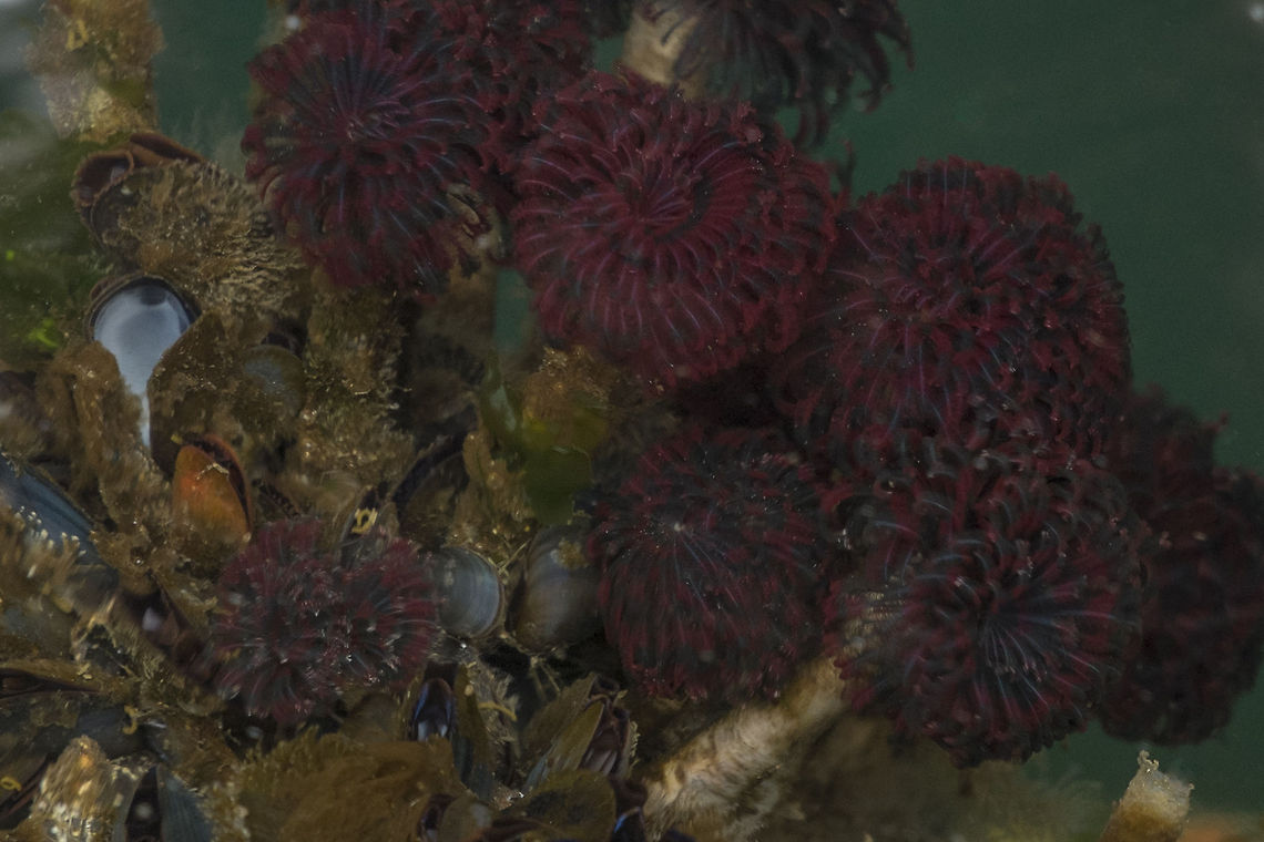 Northern Feather Duster worm Another bizarre sea creature from the Puget Sound. These guys are marine worms that can be found in intertidal zones and especially like floating docks (like the spot where these were found). Though they look much like a flower, they are indeed an animal. These tube worms live in a pretty nice habitat, but they have relatives who live everywhere in the ocean,  from tidal zones, to the cold, dark abyssal plain to super heated hydrothermal vents.  Eudistylia vancouveri,Geotagged,Puget Sound,United States,plume worm,tube worm