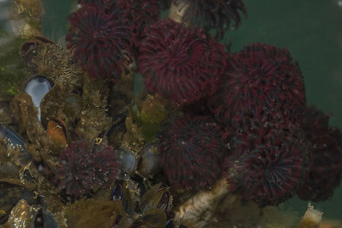 Northern Feather Duster Worm