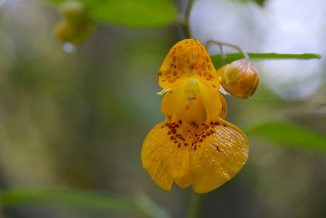 Cape Jewelweed  Geotagged,Impatiens capensis,Orange Jewelweed,United States