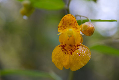 Cape Jewelweed  Geotagged,Impatiens capensis,Orange Jewelweed,United States