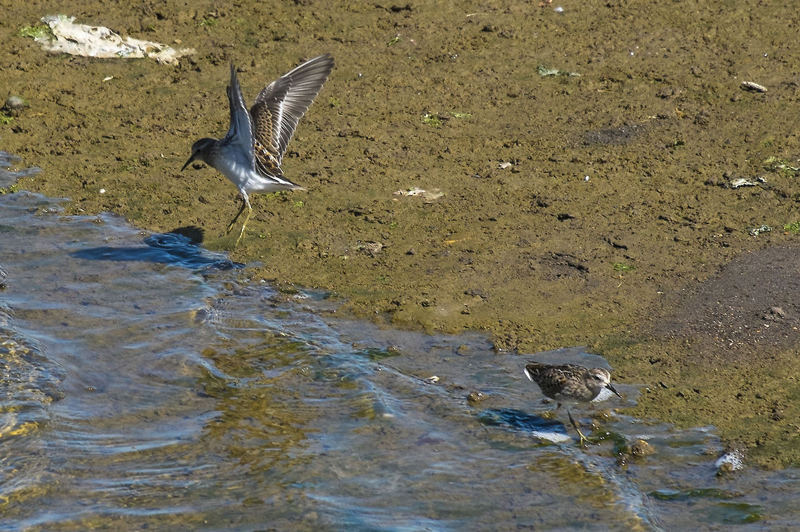 Least Sandpiper Not too much going on at the Nisqually estuary today, but I&#039;ve found a good place to put on the return to list. In winter it may be possible to see a number of different migrating ducks, loons and raptors.  Calidris minutilla,Geotagged,Least sandpiper,United States