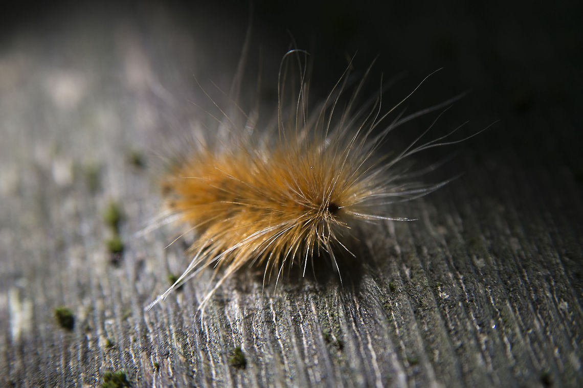Yellow Bear Caterpillar This caterpillar will turn into a Virginan Tiger Moth - a furry white moth with several brown spots. Geotagged,Spilosoma virginica,United States