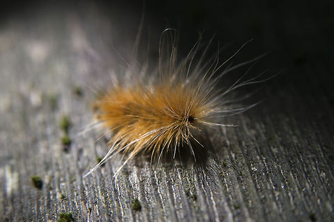 Yellow Bear Caterpillar This caterpillar will turn into a Virginan Tiger Moth - a furry white moth with several brown spots. Geotagged,Spilosoma virginica,United States