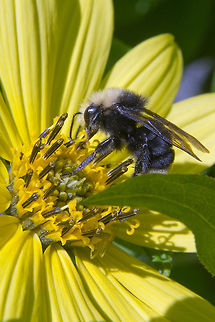 Yellow Faced Bumblebee  Bombus vosnesenskii,Geotagged,United States