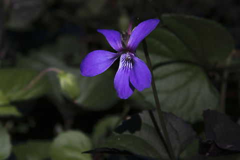 Common Blue Violet Pretty and high in vitamin C Geotagged,United States,Viola sororia
