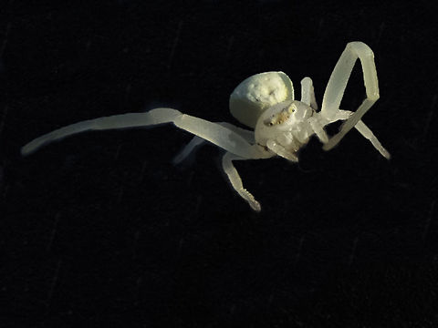 Green Crab Spider - Misumessus oblongus After having taken a kayak trip and not seen *any* wildlife besides the splashes of jumping salmon and a few gulls waiting for them, I was disappointed&hellip; then walking up from the water with the boats I walked right through a spider web and picked up this little engaging gal -a tiny, tiny little green crab spider. Though she was only about a cm wide, she menaced me with all of her might, waving her legs at me, making sure I knew exactly how mean a tiny little spider could be :p. She was sitting on the black cap of my water bottle when I took her photo. Geotagged,United States