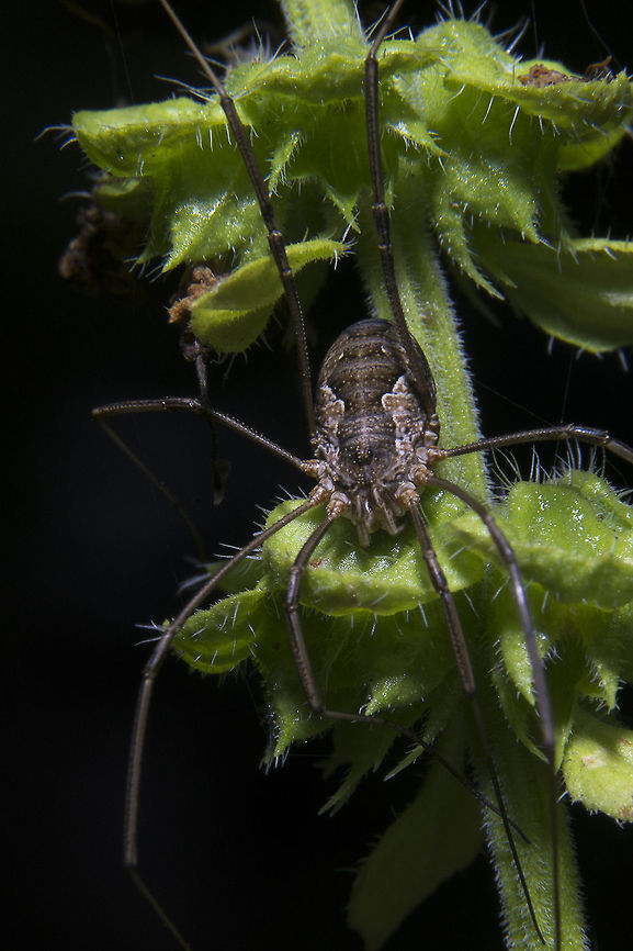 Harvestman Though I'd love to, I've little hope of identifying this guy further than this&hellip; there are more than 6,500 species of them identified and more than 10,000 suspected :p, but I brought home my extension tubes and was experimenting with them today. Not too shabby, if I say so myself. Lighting provided via an LED flashlight.<br />
<br />
Though they look a bit like a spider, these guys are actually not spiders- they are in the group arachnida, but are more closely related to scorpions. Another interesting tidbit - Unlike most arachnids they can actually eat solids. Spiders and scorpions have to render their food to liquids before eating and ticks simply suck blood. Geotagged,Opiliones,United States,daddy longlegs,harvestman