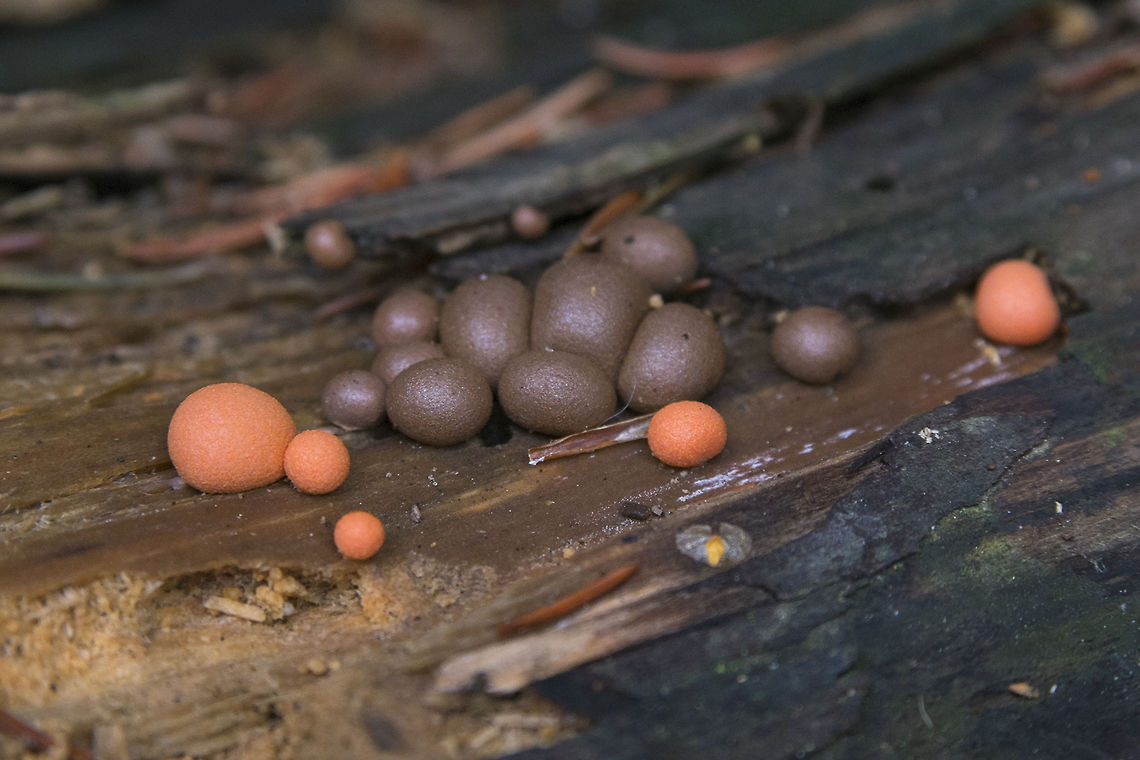 Happy Halloween…. slime mold style  Geotagged,Lycogala epidendrum,United States