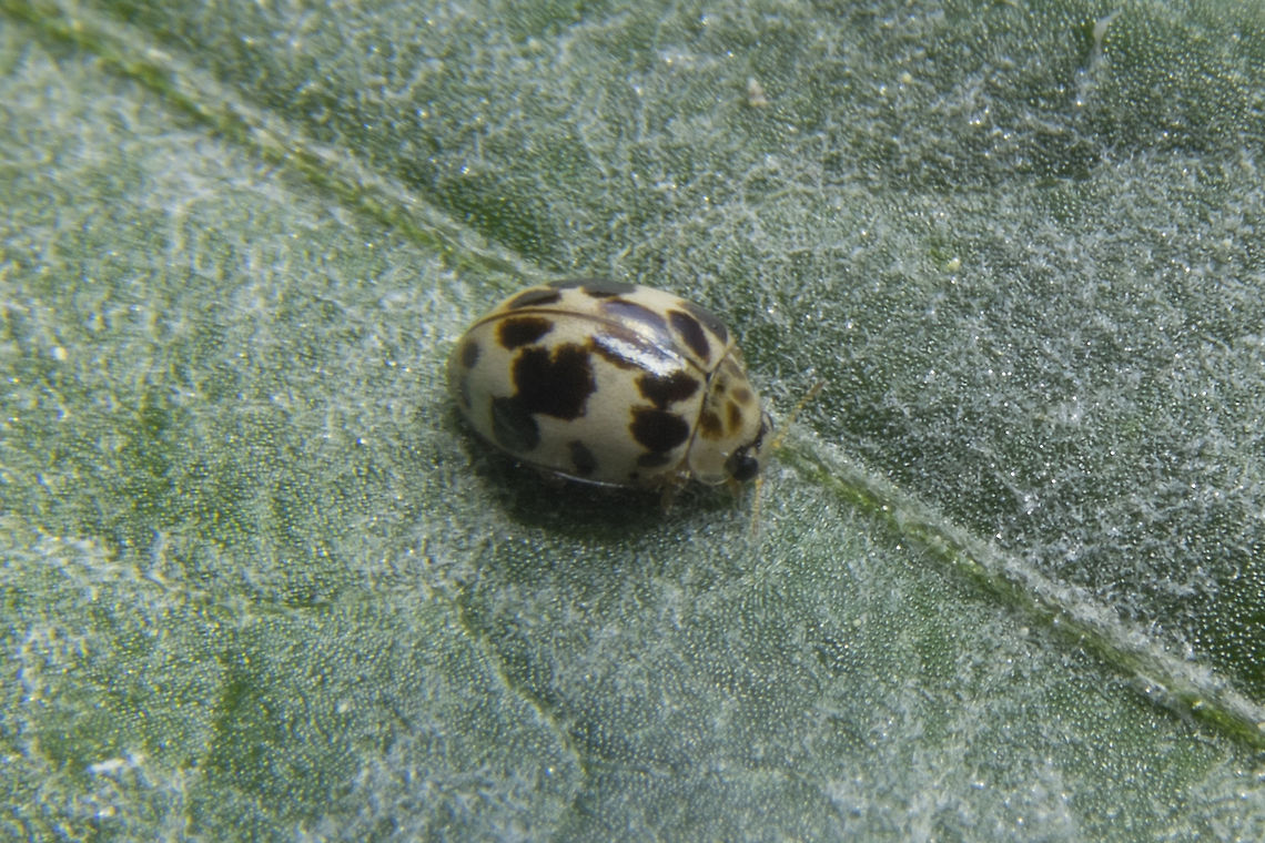 20 Spotted Ladybug I found these guys and their nymphs while looking for spiders in a dahlia garden. Apparently unlike other ladybugs they do not eat other insects, but prefer mildew, which makes complete sense as the plants were fairly heavily coated with powdery mildew.  Geotagged,Psyllobora vigintimaculata,Twenty-spootted lady beetle,United States