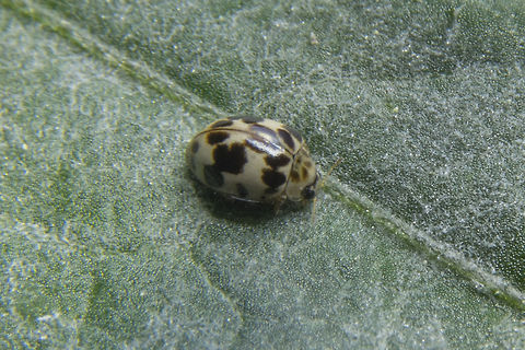20 Spotted Ladybug I found these guys and their nymphs while looking for spiders in a dahlia garden. Apparently unlike other ladybugs they do not eat other insects, but prefer mildew, which makes complete sense as the plants were fairly heavily coated with powdery mildew.  Geotagged,Psyllobora vigintimaculata,Twenty-spootted lady beetle,United States