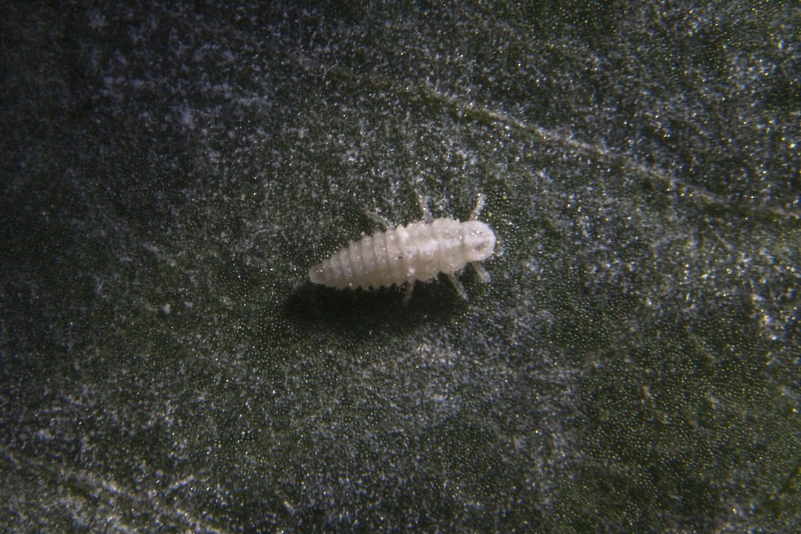 20 Spotted Ladybug nymph  Geotagged,Psyllobora vigintimaculata,Twenty-spootted lady beetle,United States