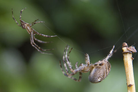 A tentative love affair I usually try to avoid really, really common species that have already been posted a fair amount, but this I found rather interesting. The small male on the left is courting the much larger female, with I assume, a great deal of trepidation, lest he become not only a mate, but also lunch or worse yet, simply lunch. I watched the pair carefully approach one another, with the male backing off several times. Each time he would slowly come back, plucking the web  to let her sense his approach (except for jumping spiders, most arachnids have poor eyesight). They would come closer to one another, rubbing legs until he was again unnerved and backed off. I didn't stay to see if he worked up the courage to consummate his love affair, but I'll assume he eventually did and then beat a rather hasty retreat. 

For some reason or other we've had an incredible surge in the number of these spiders in this area recently. Their webs are absolutely everywhere. I probably have dozens in just my own yard and I see their webs stretched nearly everywhere there is a span available.  Araneus diadematus,European garden spider,Fall,Geotagged,United States
