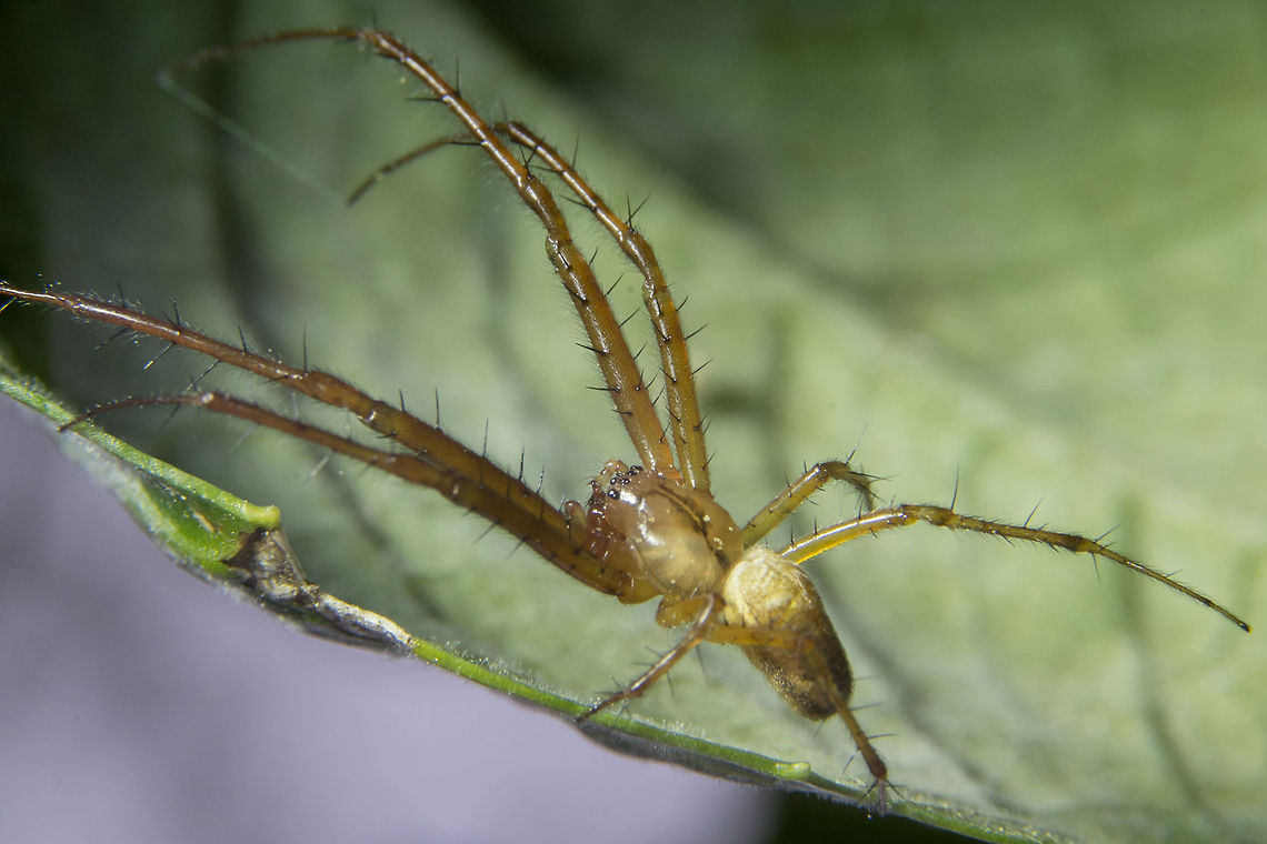Male Enoplognatha ovata  Enoplognatha ovata,Geotagged,United States