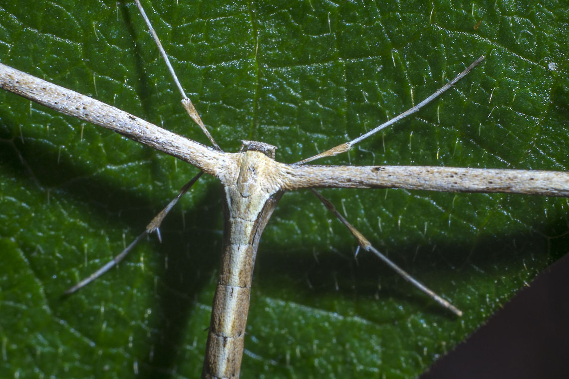 Plume moth I seem to be getting good at finding things that need an expert with a microscope and an interest in wee gonads to identify the species… I can say for sure that this is a plume moth and that there are 156 identified species in North America, but beyond that, there appears that there is not a great deal of information on these funky little moths. They have a distinctive T shape and their wings unfurl in flight. Emmelina monodactyla,Geotagged,Morning glory plume moth,United States