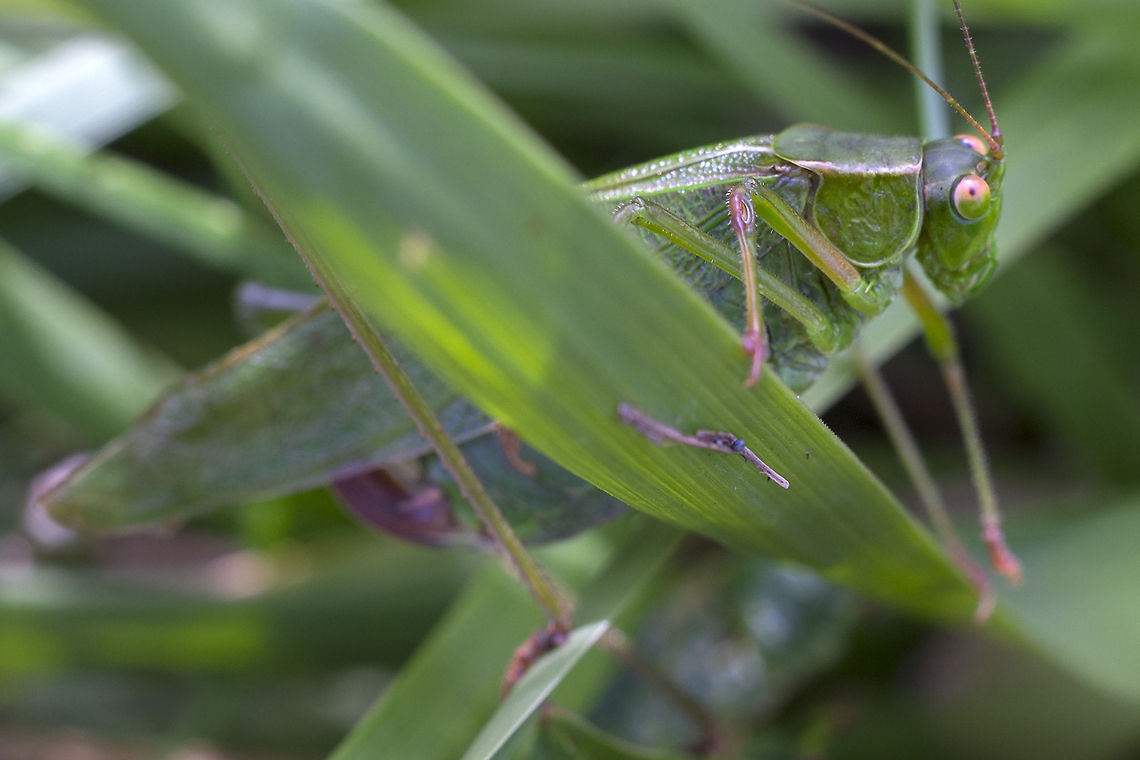 Fork-tailed Bush Katydid  Fork-tailed Bush Katydid,Geotagged,Scudderia furcata,United States
