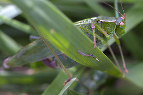 Fork-tailed Bush Katydid  Fork-tailed Bush Katydid,Geotagged,Scudderia furcata,United States