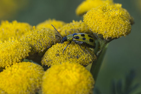 Western Spotted Cucumber Beetle Thought this one was inhabiting tansy, apparently this little guy is an agricultural pest whose larva feed on the roots of a wide variety of agricultural crops.  Diabrotica undecimpunctata,Geotagged,Spotted cucumber beetle,United States
