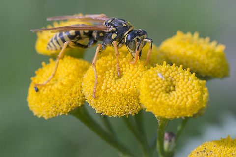 European paper wasp Sorry to say, yet another imported species&hellip;. these guys are relatively recent invaders, showing up here in Washington as late as the 1980's.  European paper wasp,Geotagged,Invasive species,Polistes dominula,United States