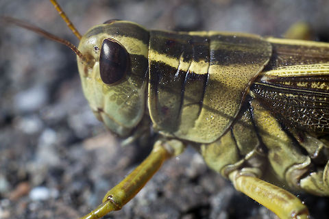 Two stripe grasshopper - subspecies femoris, very close  Fall,Geotagged,Melanoplus bivittatus,Two-striped Grasshopper,United States